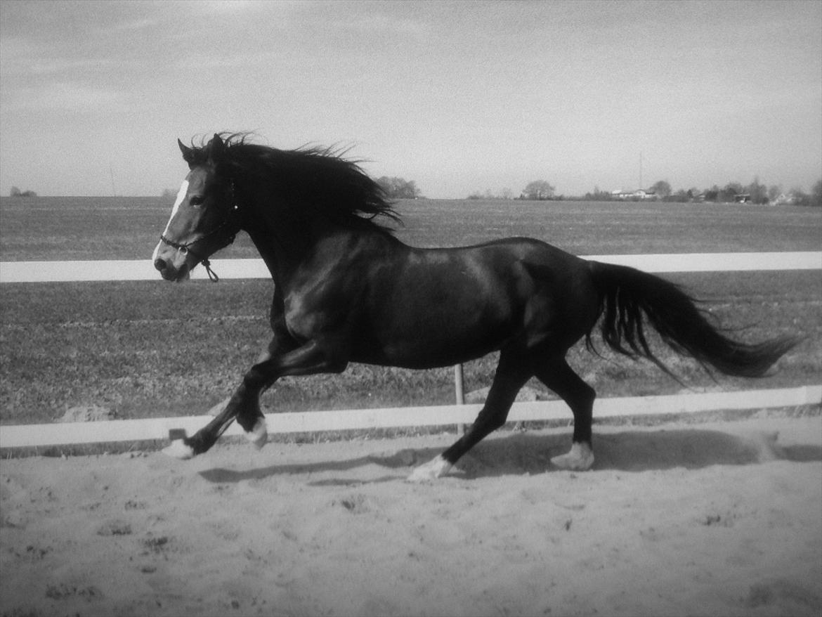 Welsh Cob (sec D) Nebo Tulip  - 27/03-12  billede 19