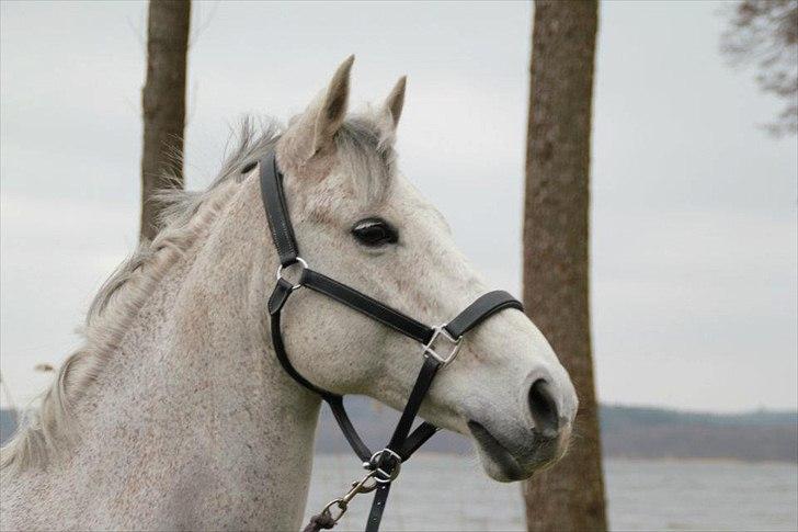 Anden særlig race Teilmandsmindes Sharocko - MIin smukke lille hingstebasse:) billede 10