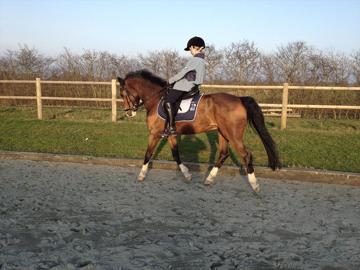 New Forest Orchid´s Jester 2 billede 9