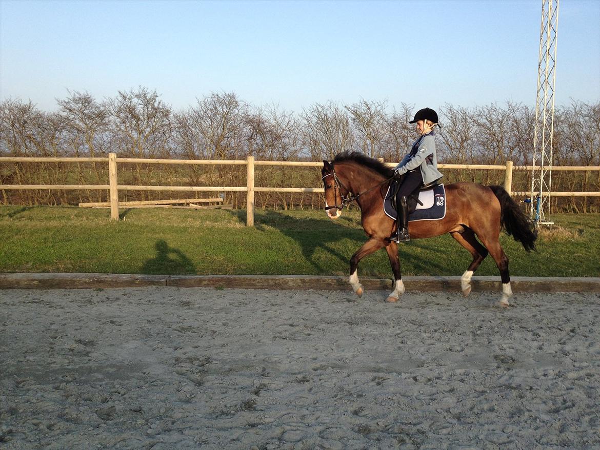 New Forest Orchid´s Jester 2 billede 10