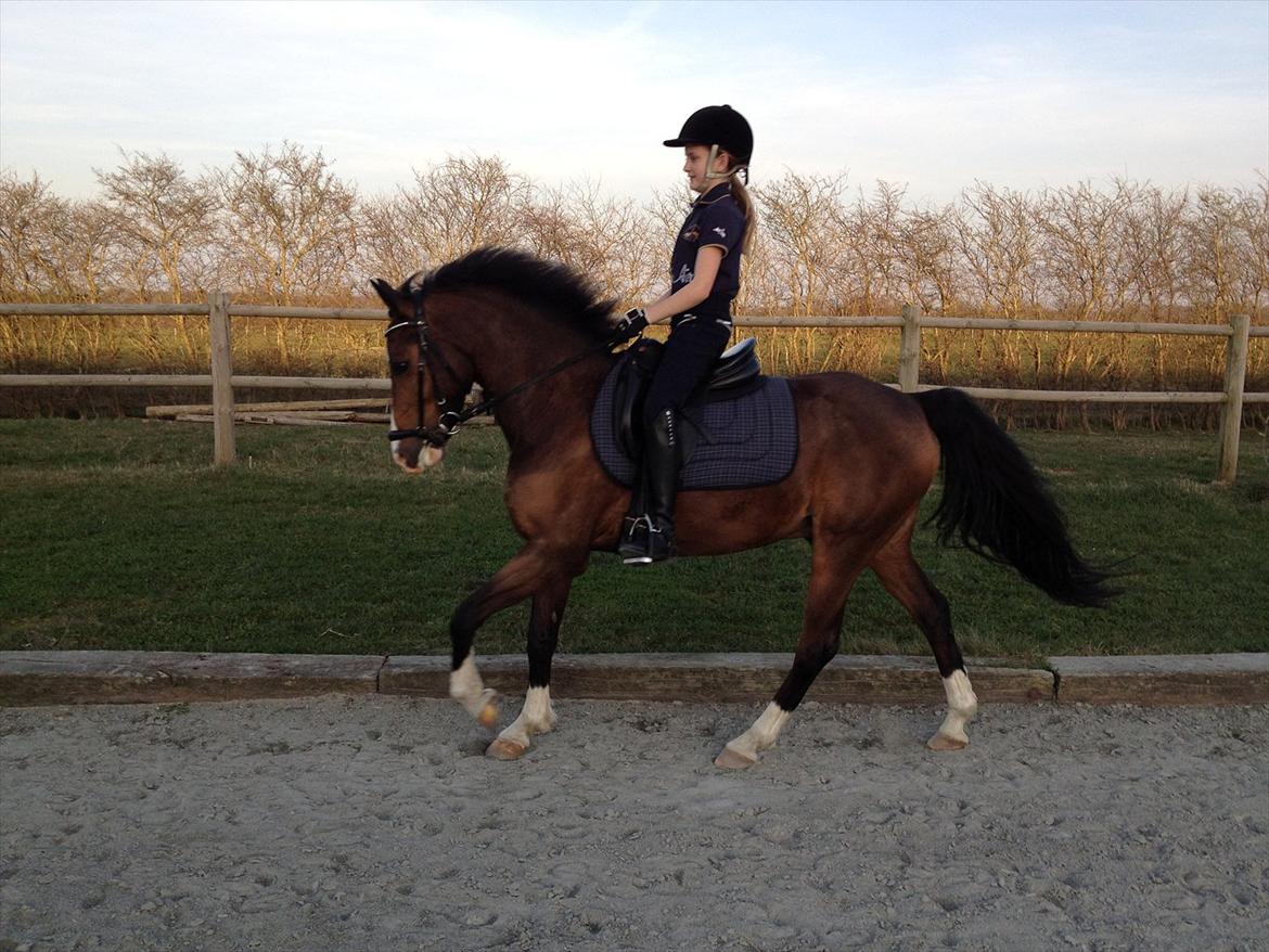 New Forest Orchid´s Jester 2 billede 11