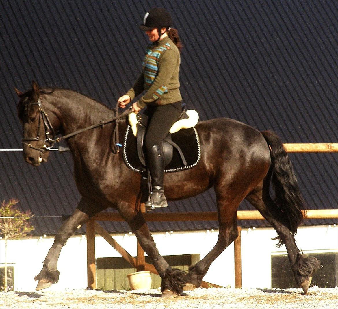 Frieser Jannete R - Jannete R som 4-års med ejer på ryggen (forår 2007) billede 2