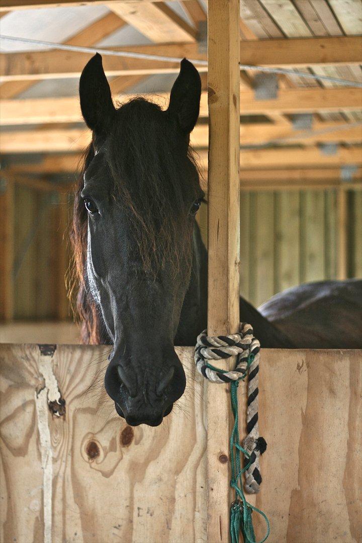 Frieser Jannete R - Smukke Jannete R i sin løsdrift (sommer 2009) billede 3