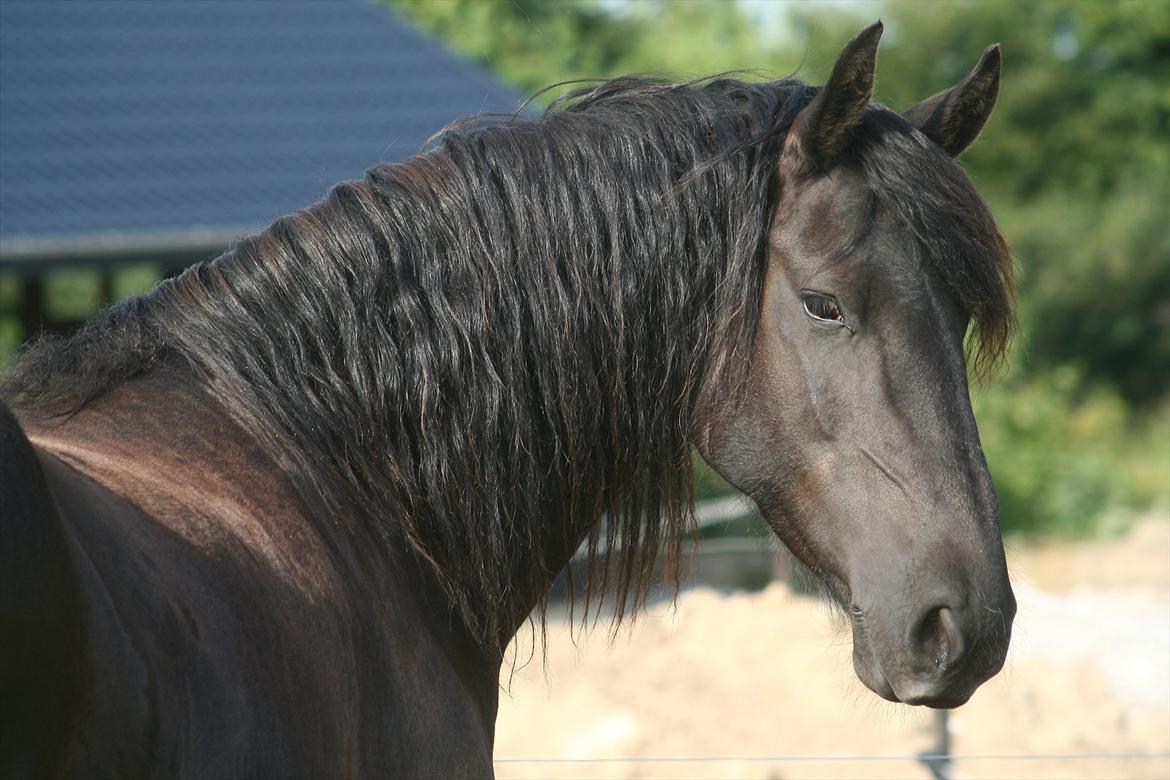 Frieser Jannete R - Vi håber, at manen bliver lidt længere. Så nu fletter vi den op (sommer 2009) billede 4