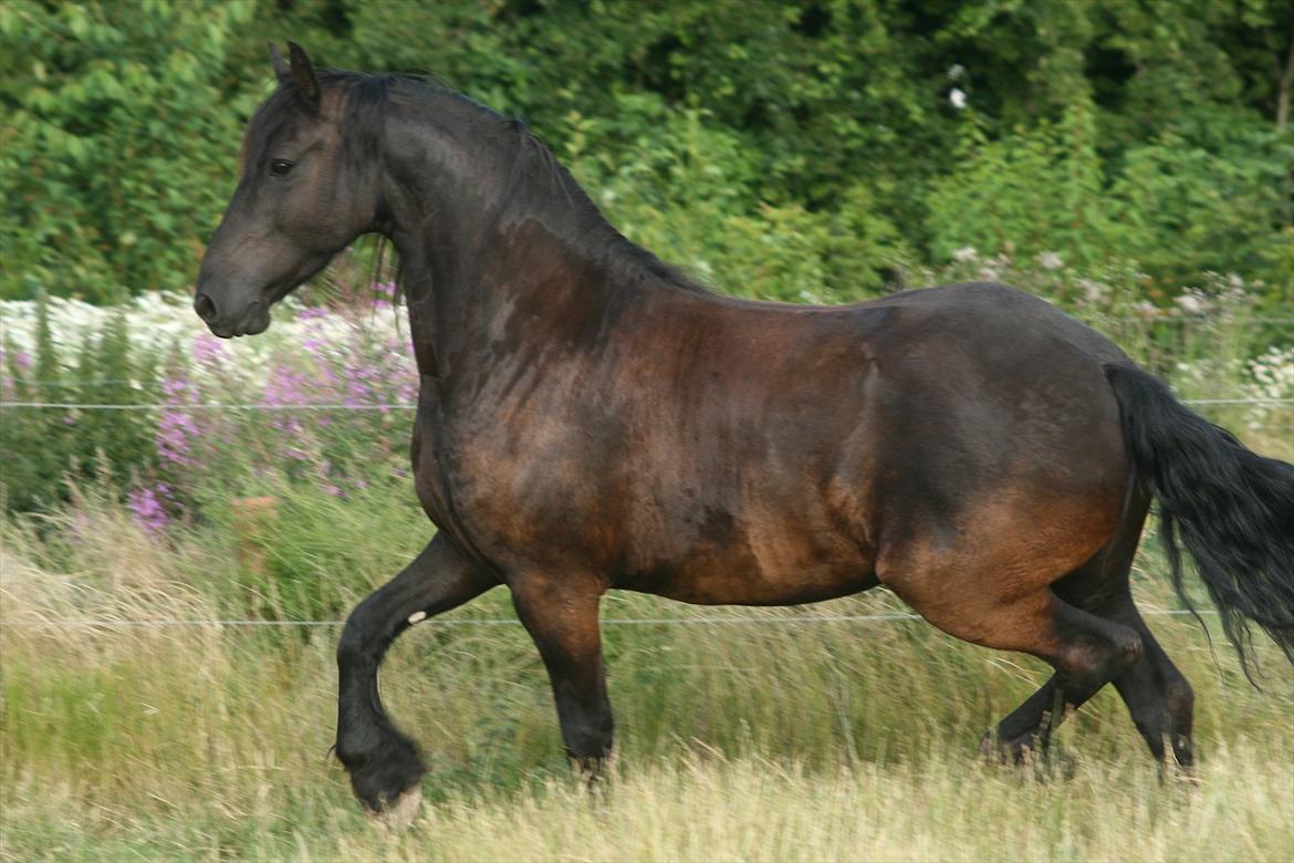 Frieser Jannete R - Jannete R gør sig til ude på folden (sommer 2009) billede 5
