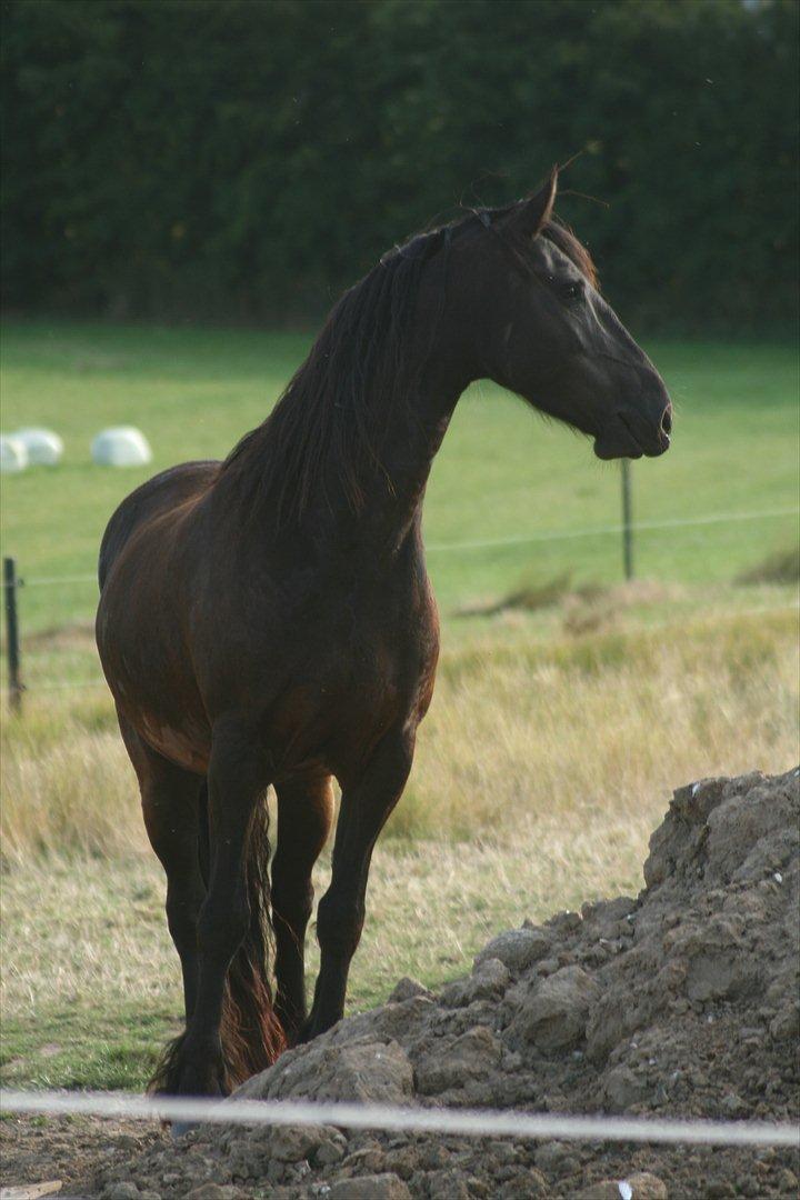 Frieser Jannete R - Jannete R har fået øje på noget spændende (sommer 2009) billede 6