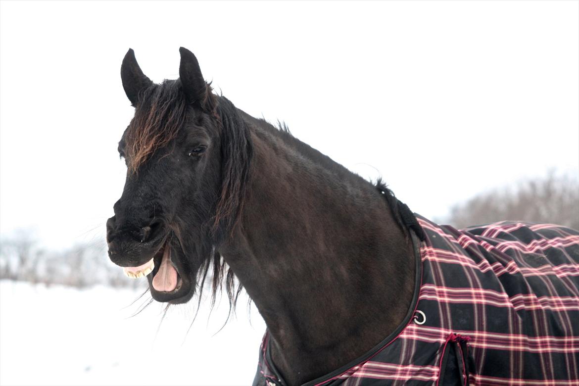 Frieser Jannete R - Jannete R syntes, rytters forskellig farvede strømper ser sjovt ud (vinter 2010) billede 7