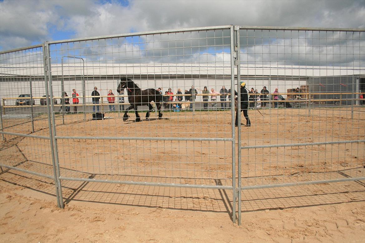 Frieser Jannete R - Jannete R til indvielse af vores nye ridebane i Vaarst, hvor Maj-britt Carter kom og viste lidt af hendes utrolige arbejde på nogle af byens heste (sommer 2010)  billede 8