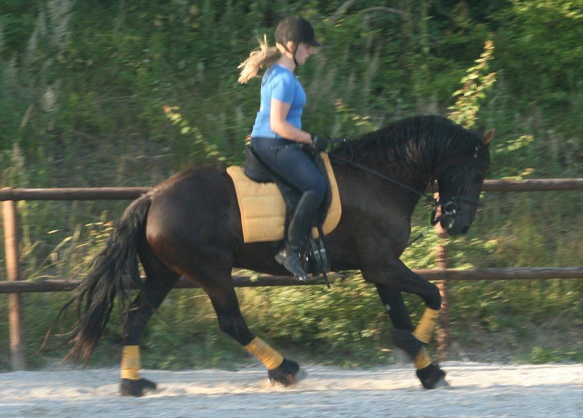 Frieser Jannete R - Dressurundervisning (Sommer 2010) billede 9