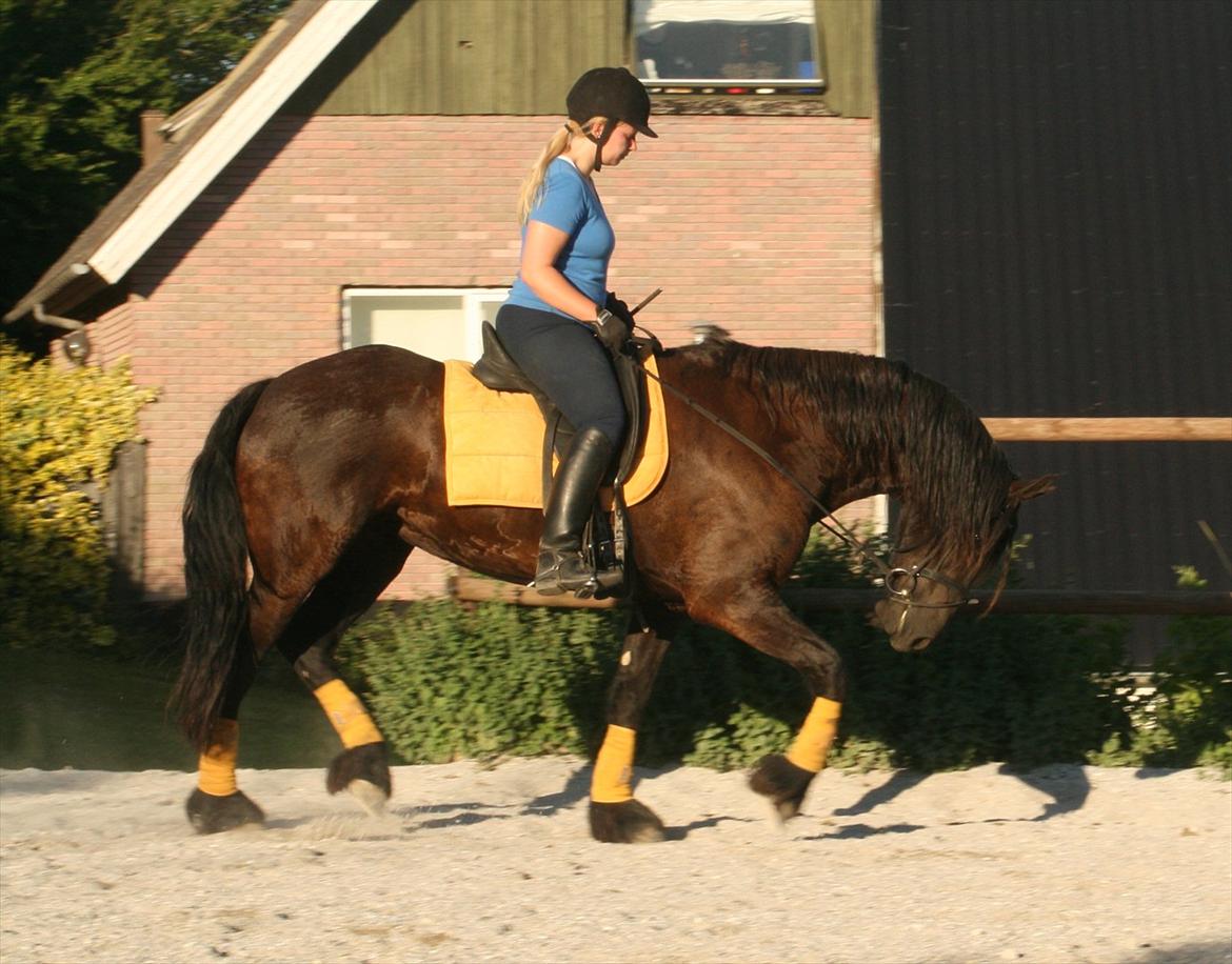 Frieser Jannete R - Dressurundervisning: lang og dyb/frem og ned (sommer 2010) billede 11