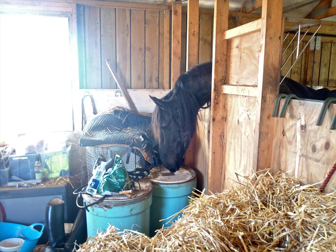 Frieser Jannete R - Jannete R på rov i løsdriften (forår 2012) billede 14