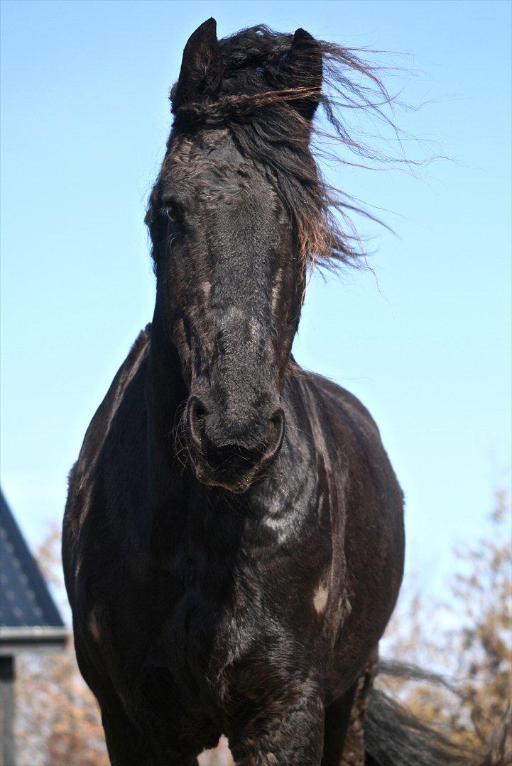 Frieser Jannete R - Smukke Jannete R (forår 2012) billede 15