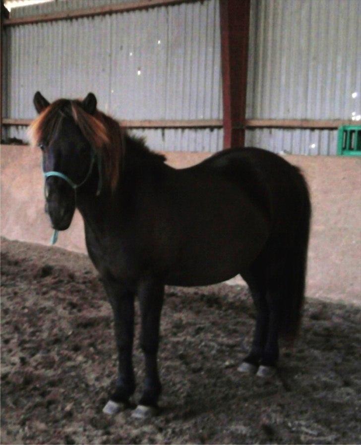 Islænder Stormur fra Skovly - Du er så fin Storm <33
 billede 9
