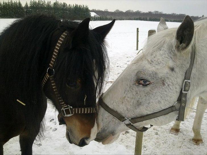 Welsh Pony af Cob-type (sec C) Pristina<3 billede 9