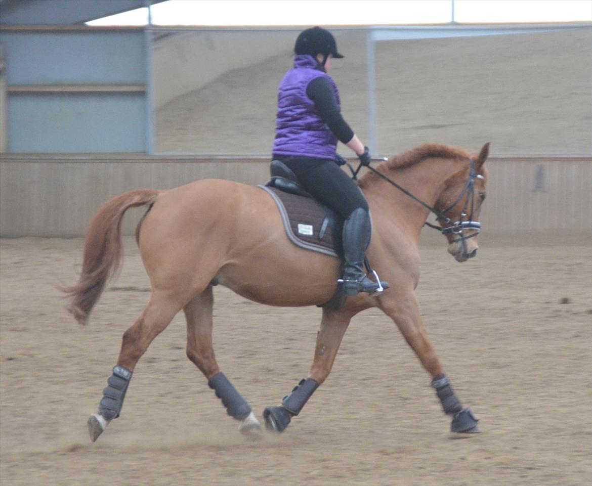 Hannoveraner Junker - Junker og mig til undervisning ved Tommy jensen (: billede 3