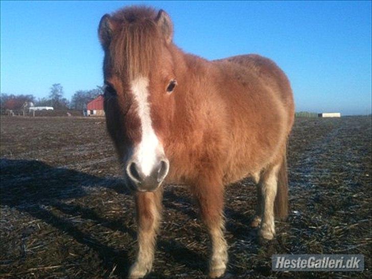 Pinto Doheema Snuske PIN 596 **BROVANG** SOLGT ! - Hendes smukke lille hovede med kæmpe blis <3 billede 4