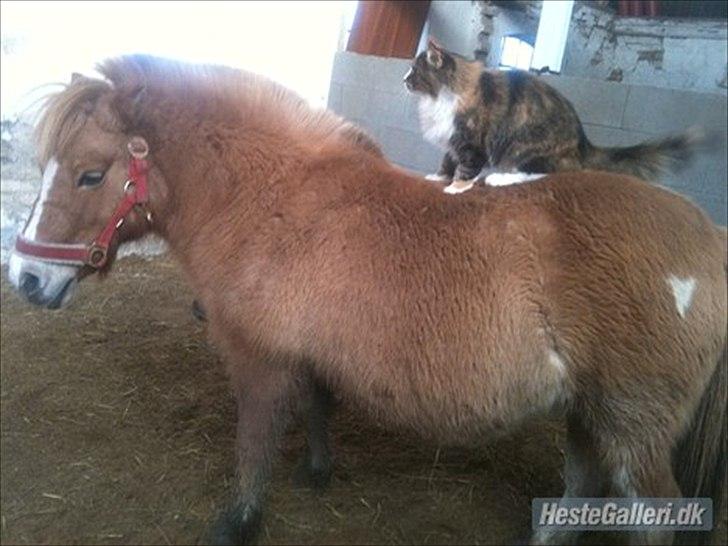 Pinto Doheema Snuske PIN 596 **BROVANG** SOLGT ! - Her er et ret godt billeder af hvor roligt et temperament Snuske pigen har :D billede 5