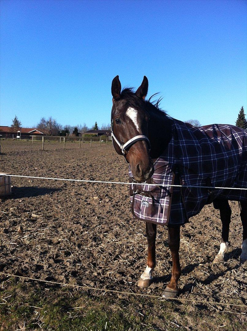 Dansk Varmblod Vallentina Bellisima - Vallentina nyder det gode vejr. billede 2