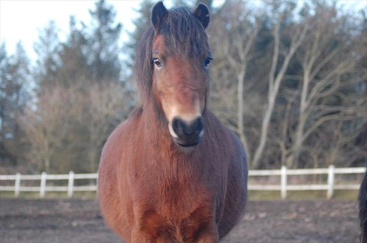 Dartmoor Innis Isabella (ninjaen);D R.I.P - Inden hun kom ud på lyri:)
Fotograf: Aner det ikke billede 5