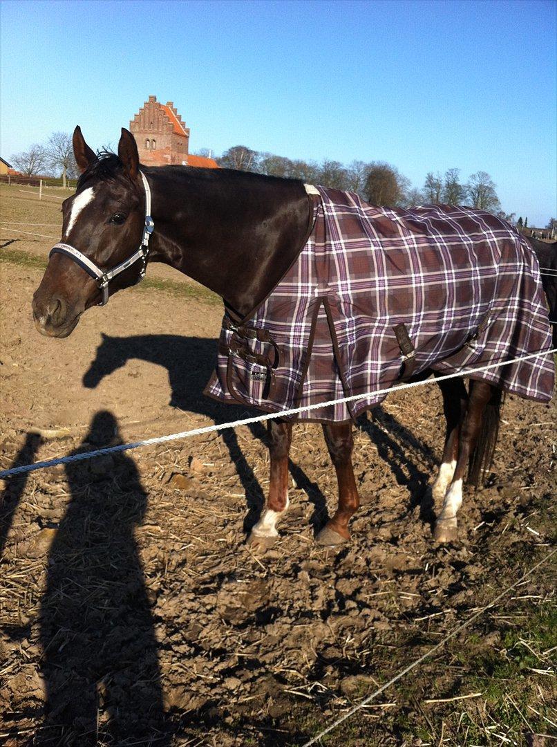 Dansk Varmblod Vallentina Bellisima billede 3