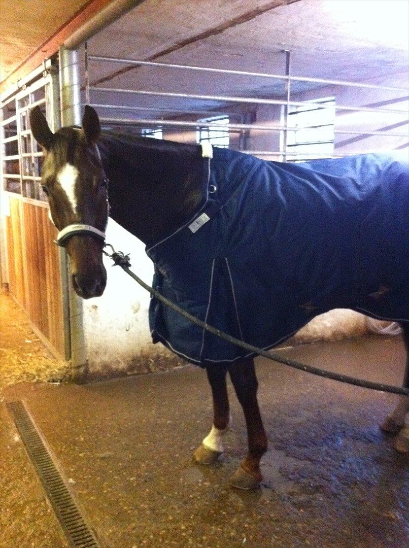 Dansk Varmblod Vallentina Bellisima - Valentina nyder lidt hygge i stalden.  billede 4