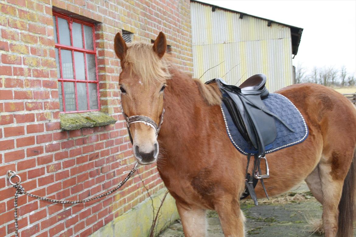 Anden særlig race Demetri *SOLGT* billede 4