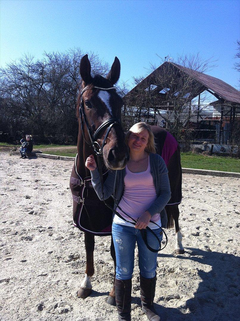 Dansk Varmblod Vallentina Bellisima billede 6