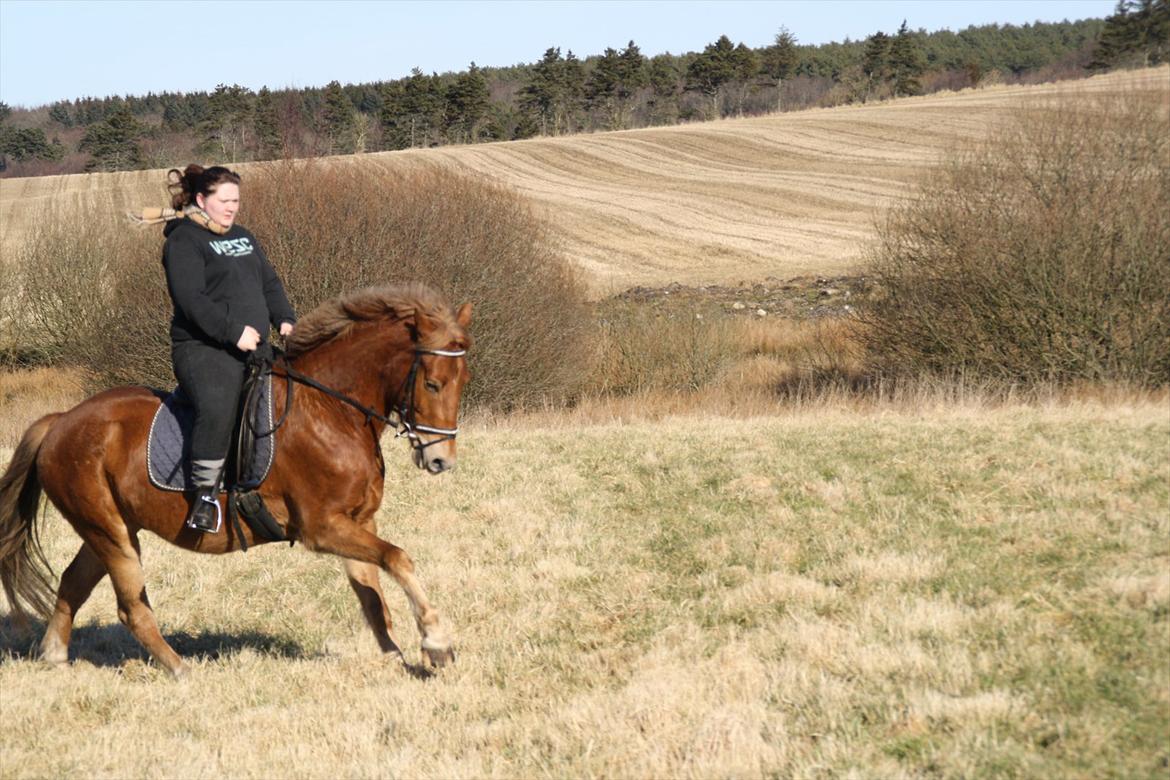 Anden særlig race Demetri *SOLGT* billede 10