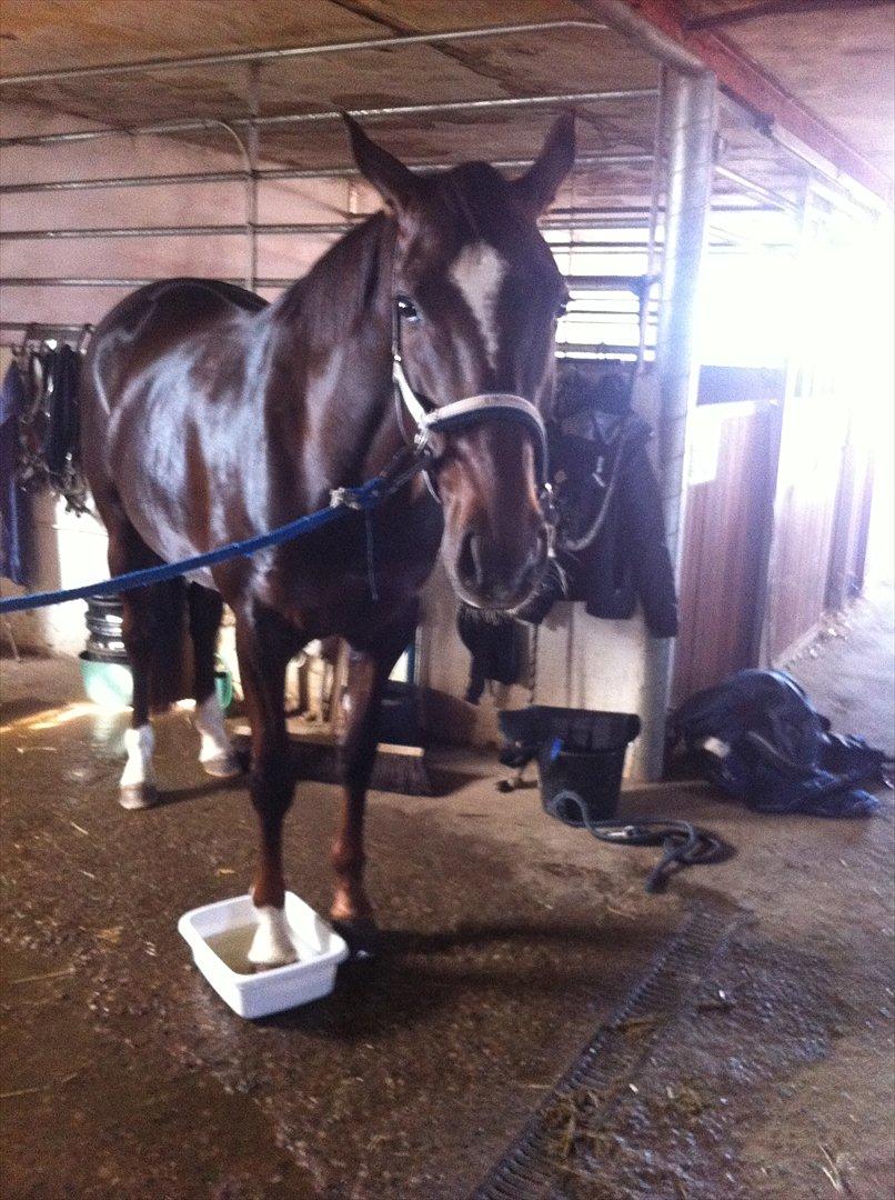 Dansk Varmblod Vallentina Bellisima - Hygge i stalden, mens at vi får vandet hove. Er virkelig stolt af hende, hun tager alting så fint.. :) billede 8