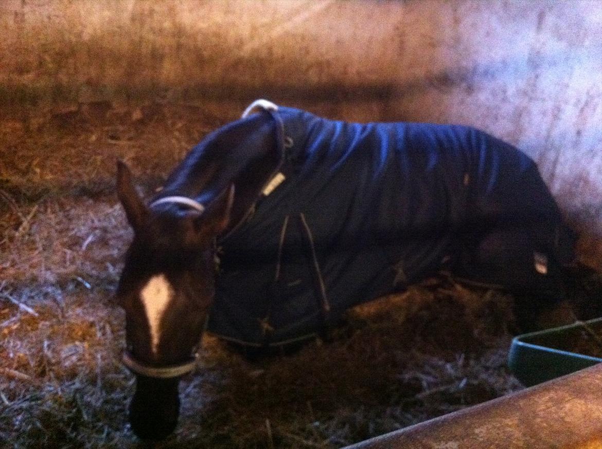 Dansk Varmblod Vallentina Bellisima - Vallentina blev lidt træt, så en lur skulle der til. 
( lidt dårlig billede kvalitet, men syns bare det var så sødt at dette måtte med herinde. )  :-D billede 9