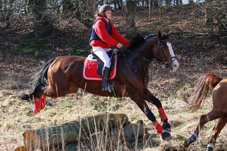 Dansk Varmblod Herkules billede 14