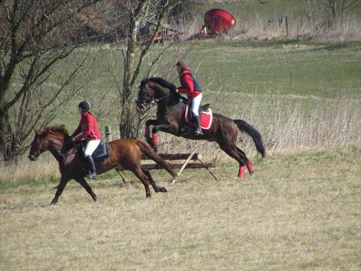 Dansk Varmblod Herkules - fotograf: serine larsen  billede 15