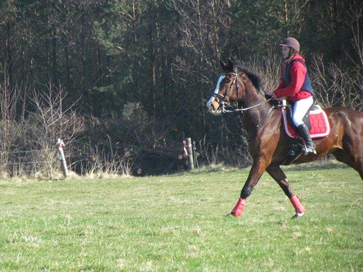 Dansk Varmblod Herkules - fotograf: serine larsen billede 16