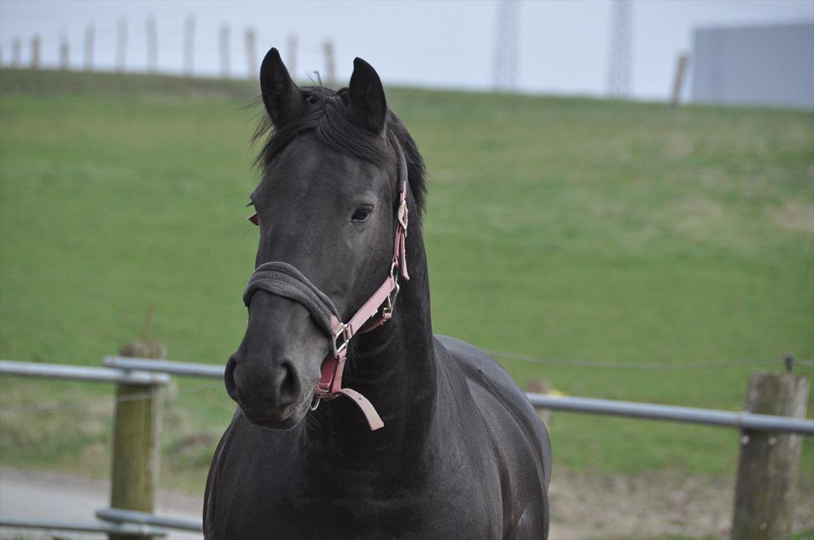 Frieser Tessa - Forår 12, Foto: Mig. billede 4