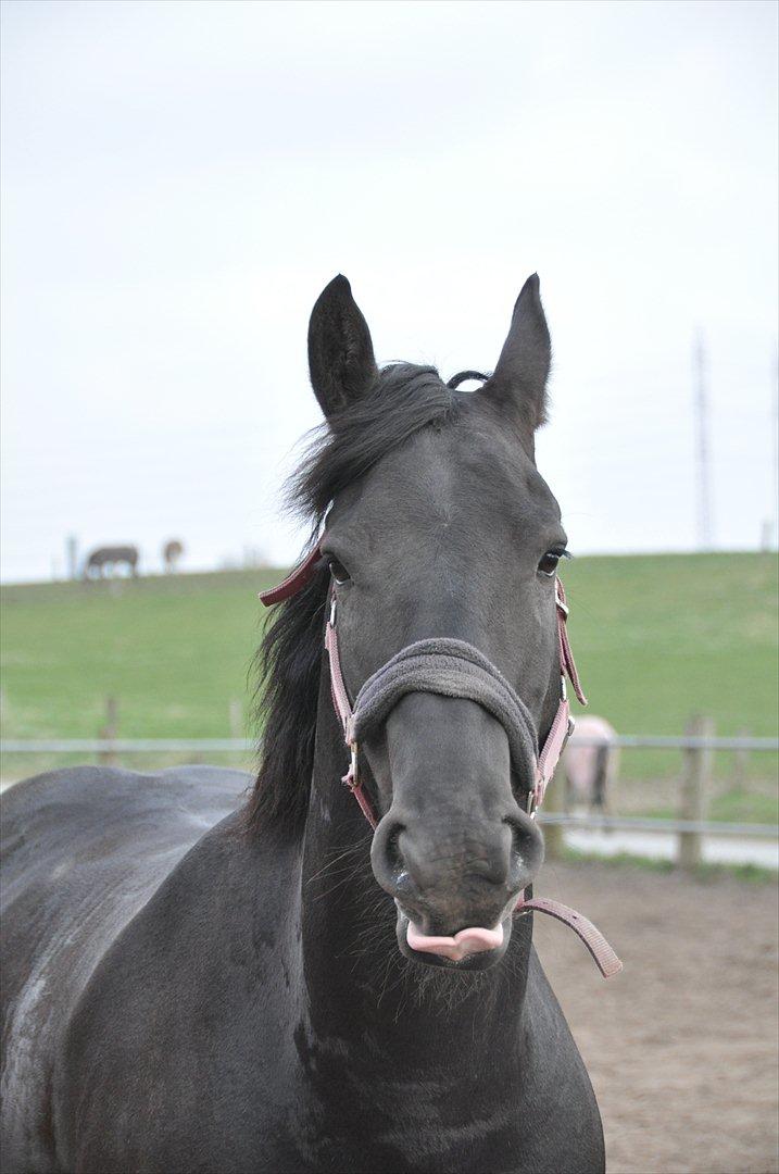 Frieser Tessa - Forår 12, Foto: Mig. billede 3