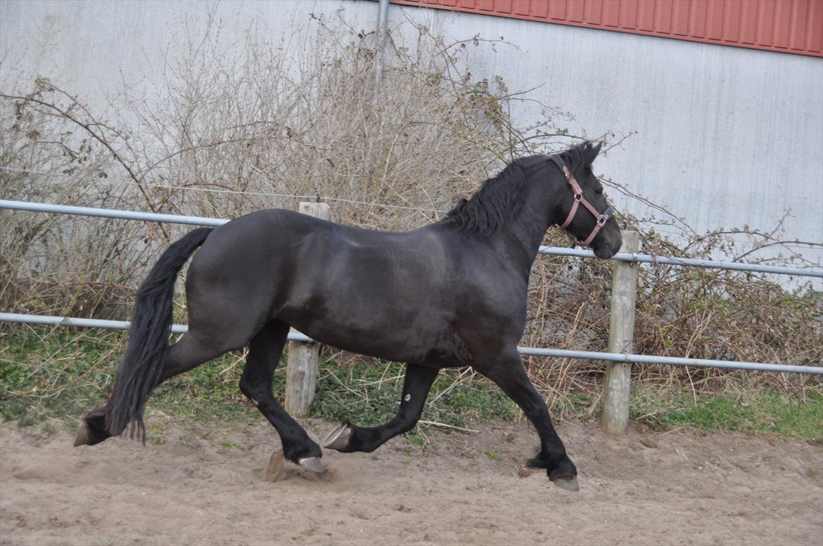 Frieser Tessa - Forår 12, Foto: Mig. billede 7