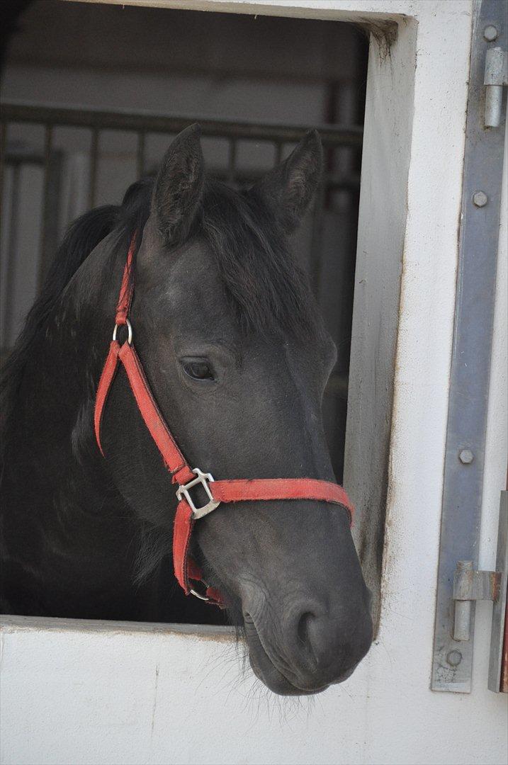 Frieser Tessa - Forår 12, Foto: Mig. billede 10