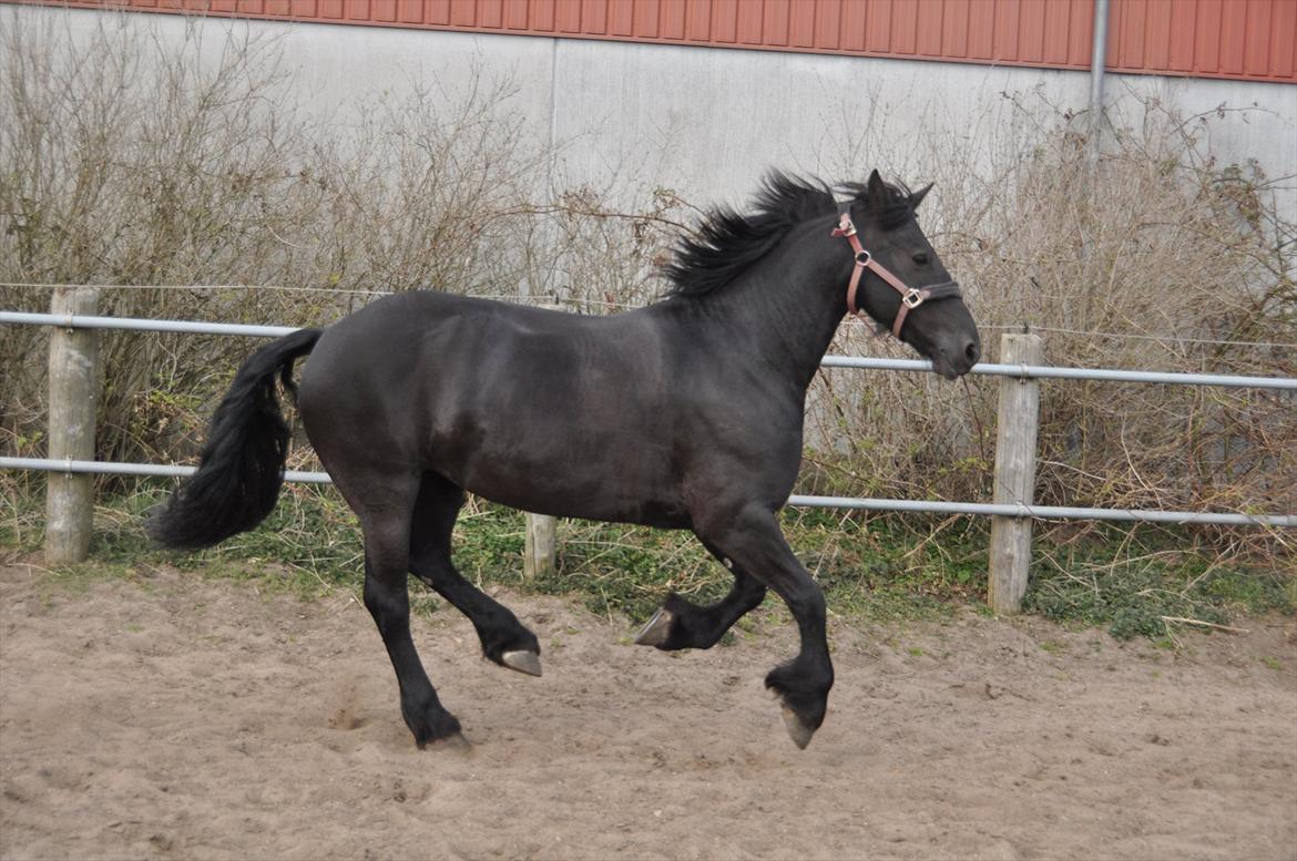 Frieser Tessa - Forår 12, Foto: Mig. billede 12