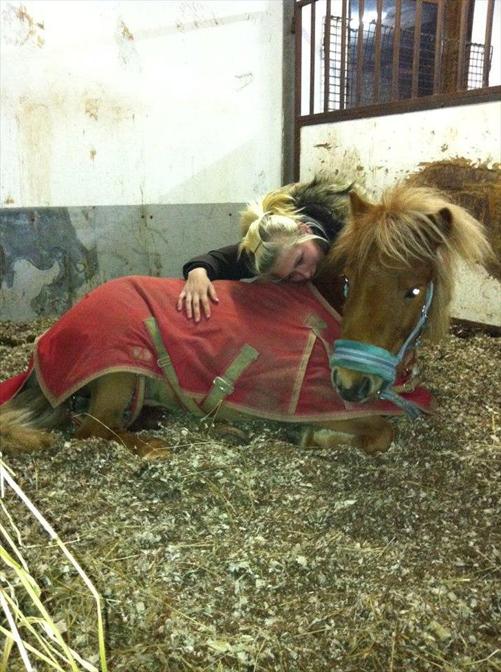 Shetlænder Rosie aka lynet mcqueen xD (min egen) - Godnat til lille pigen sov godt og drøm sødt mus :)  billede 7