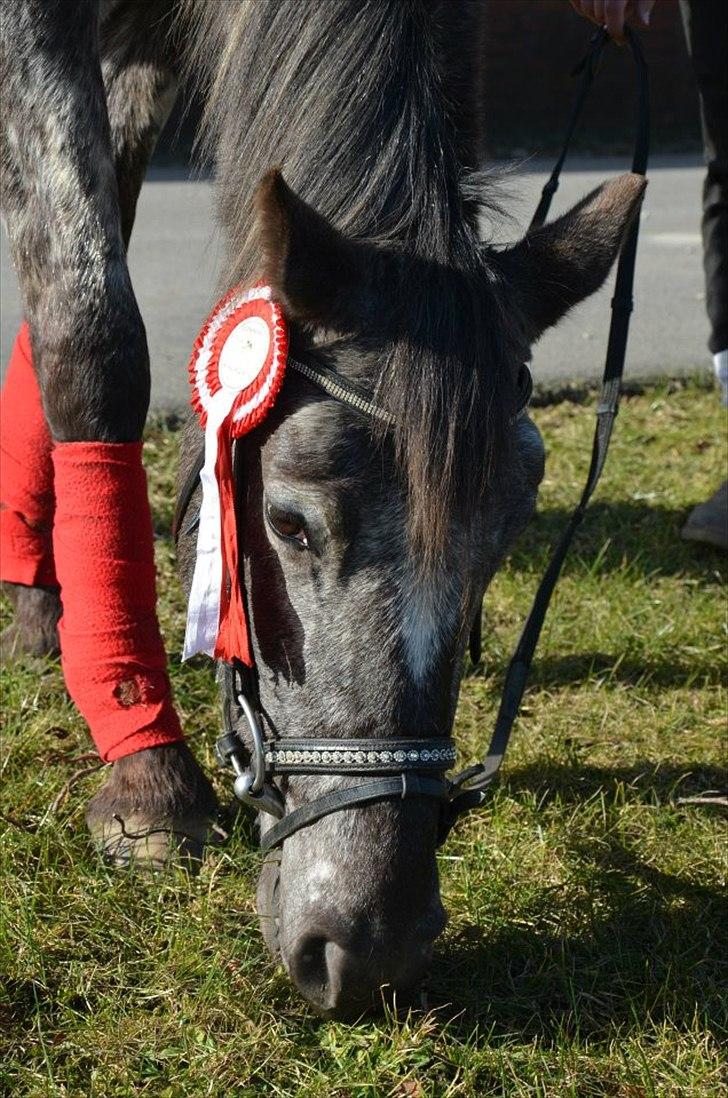 Knabstrupper elmelunds lua lani solgt billede 6