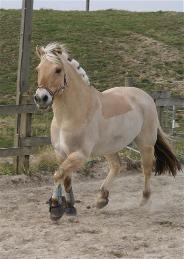 Fjordhest Aslaug *STJERNE* - Aslaug løs på banen APRIL 2012 *Foto: Karoline* billede 3