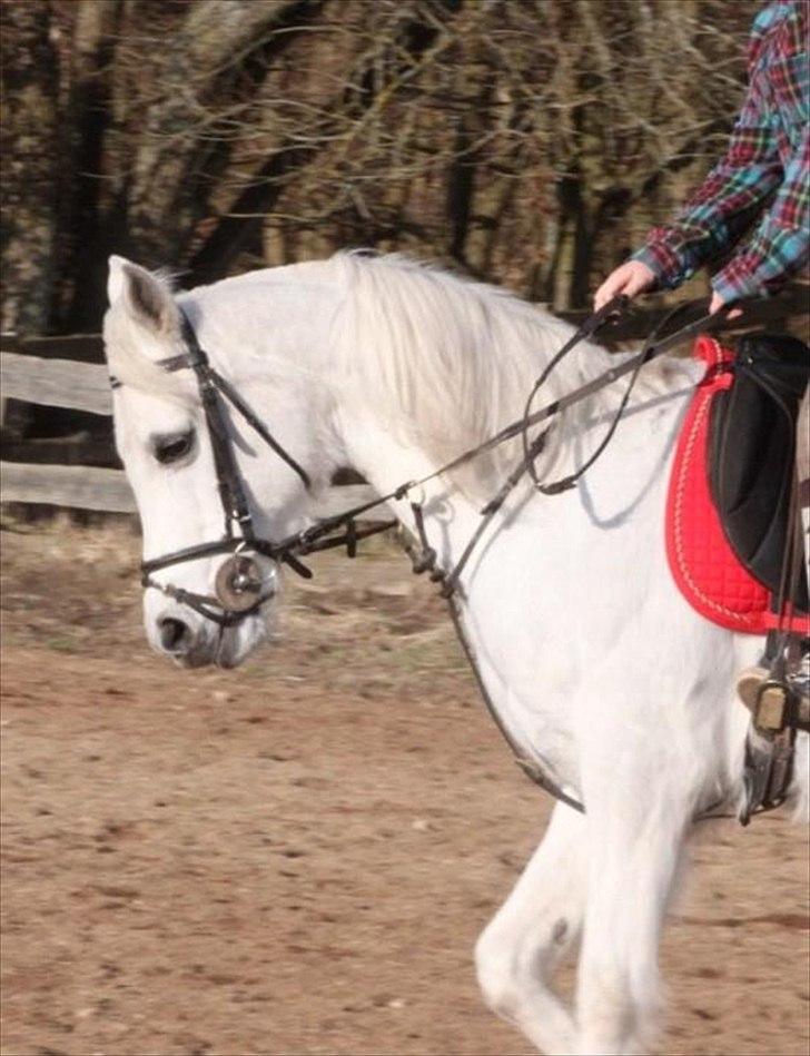 Arabisk fuldblod (OX) CA. Zabaya billede 5