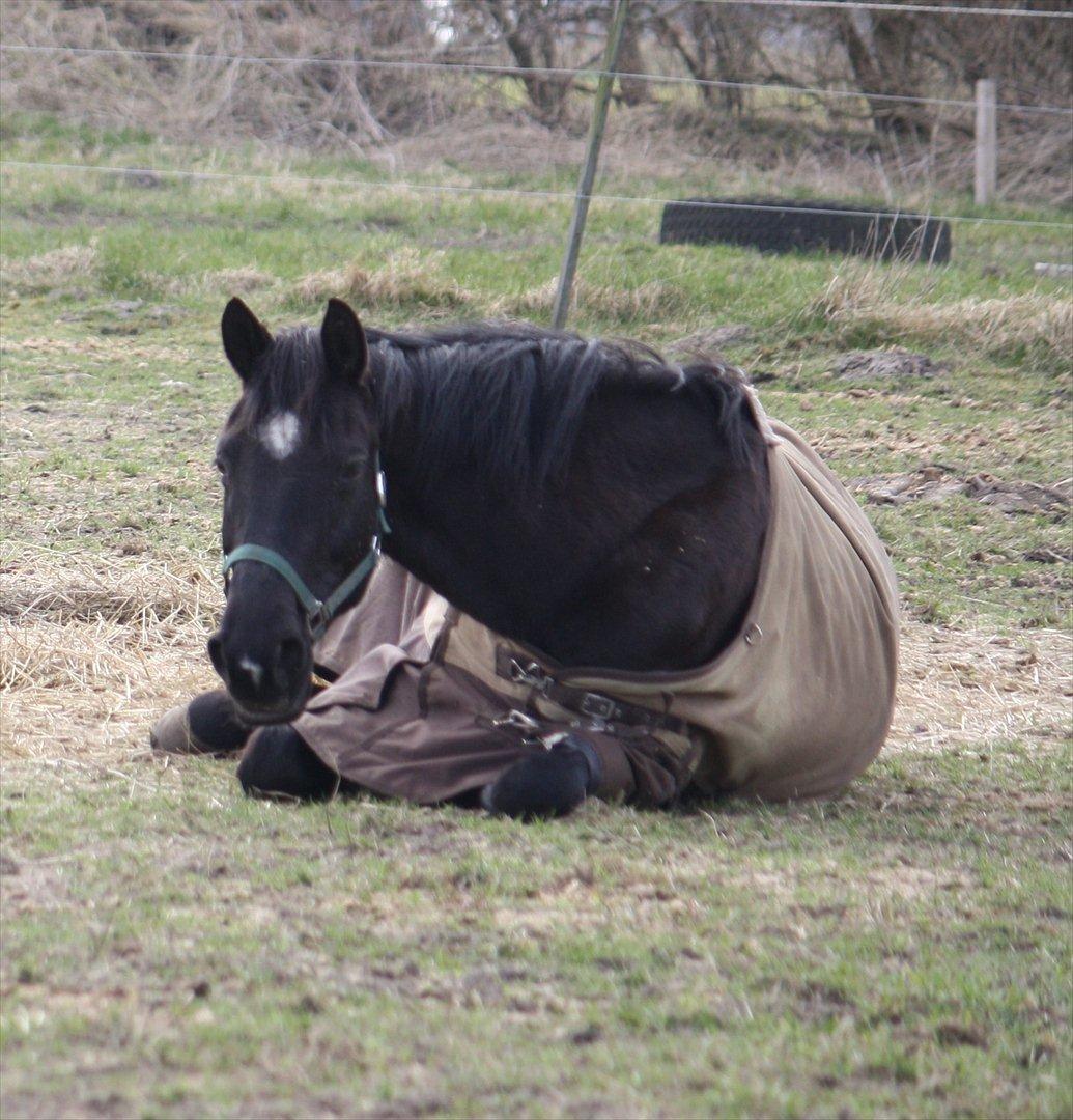 Dansk Varmblod Faunegårds Double (Bubbi) - Hygge på folden.. billede 2