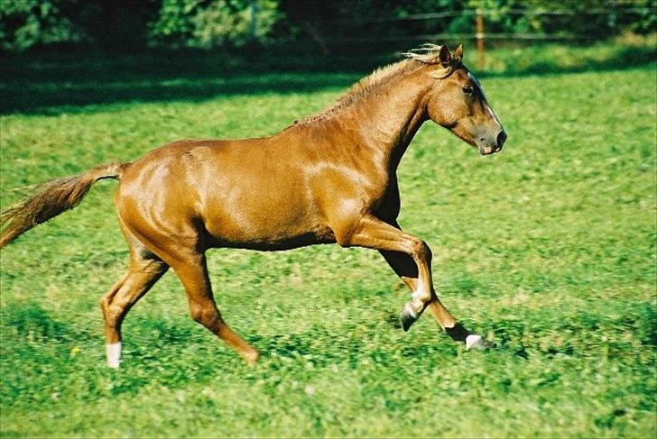 New Forest Remontes Gee-Gee -B-pony - Remontes Gee-Gee er nu blevet 3år!<3
På marken i Silkeborg<3 billede 5