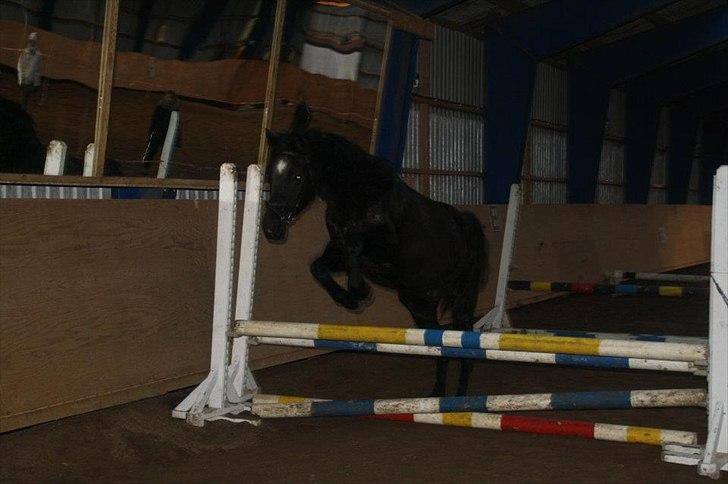 Dansk Varmblod Faunegårds Double (Bubbi) - Første gang jeg løsspringer med hende..
 billede 4