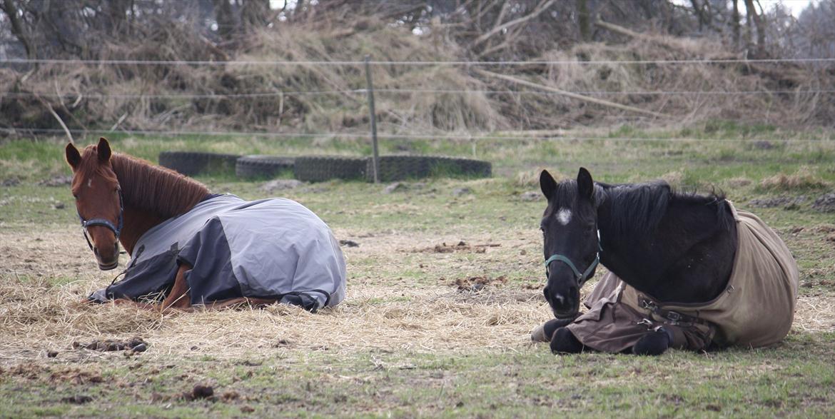 Dansk Varmblod Faunegårds Double (Bubbi) - Hygge på folden med Sunny, en varm sommerdag..
 billede 5