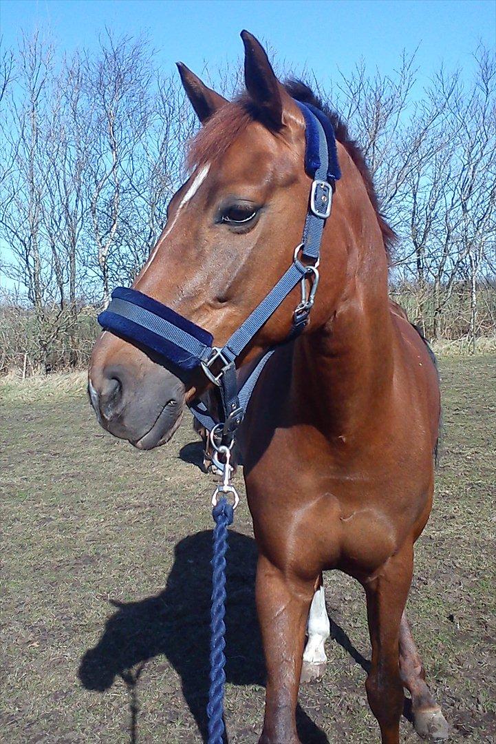 Hollandsk Varmblod Zafira - Folden.. - Marts 2012
Foto: Camilla Martensen billede 11