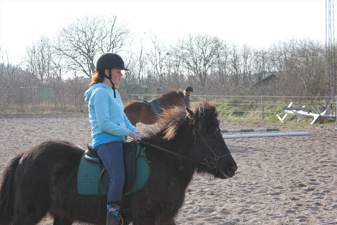 Islænder Valka - Fotograf: Henriette. billede 9