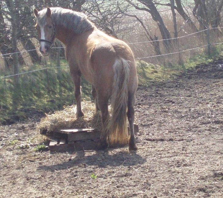 Anden særlig race RAS "Flotte fyr" - Sjov måde at spise på ude på Fold billede 7