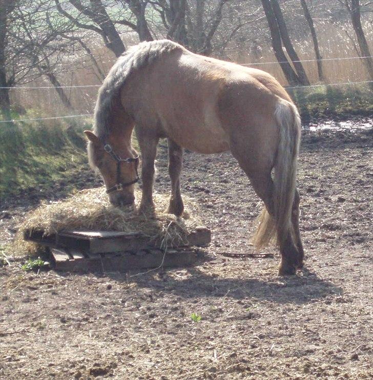 Anden særlig race RAS "Flotte fyr" - Sådan her holder vi bordskik her billede 8